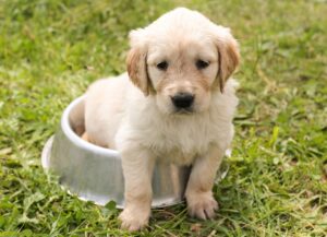 puppy, golden retriever, dog-1207816.jpg