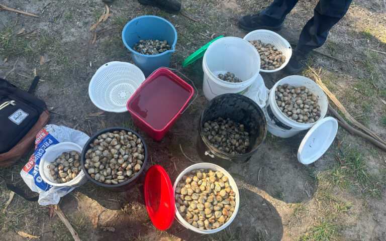 Buckets and bowls filled with clams or shellfish scattered on dirt ground outdoors, with a backpack nearby and a person standing at the edge.