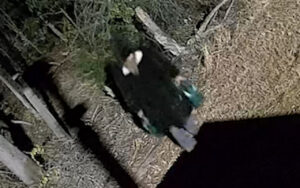 A dark-feathered duck with iridescent green wings standing on a dirt path beside a wooden post in a yard.