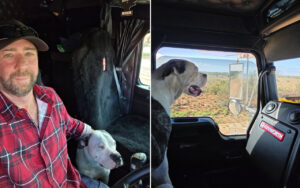 Man in a red plaid shirt sits in a Kenworth truck cab with a white bulldog beside him inside the cabin; desert scenery outside.