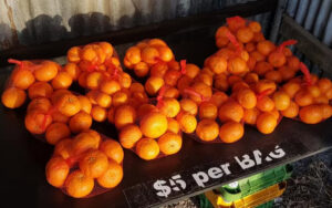 Bags of small oranges in red mesh, stacked on a market stall with a '$5 per bag' sign.