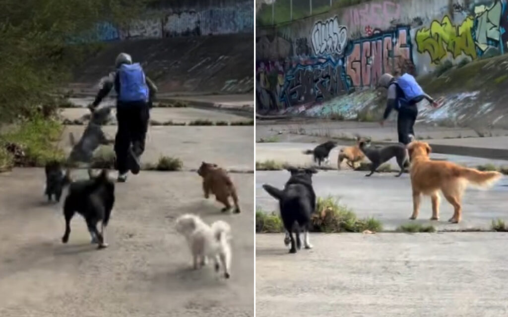 Person walking several dogs along a graffiti-covered concrete path beside a canal/embankment.
