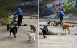 Person walking several dogs along a graffiti-covered concrete path beside a canal/embankment.