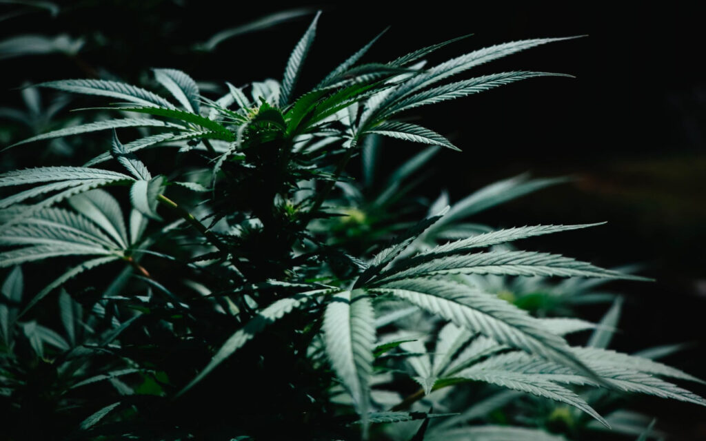 Close-up of a cannabis plant with serrated, fan-shaped leaves against a dark background.